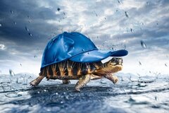 Rain
