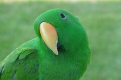 I am Cute, You Know!