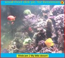 Webcams 1000L tank and terrarium