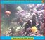 Webcams 1000L tank and terrarium