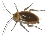 Cucaracha cockroach