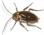 Cucaracha cockroach