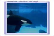 Shamu Cam - SeaWorld San Diego