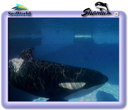Shamu Cam - SeaWorld San Diego