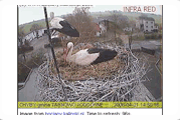 Spy the Storks