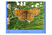 Album.email.si slideshow