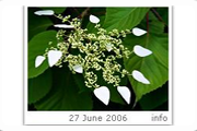 UBC Botanical Garden: Picture of the Day