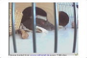 Ratzenet presents Pet Rats Online