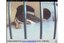 Ratzenet presents Pet Rats Online