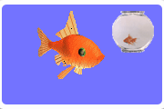 goldfish