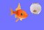 goldfish