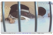 Ratzenet presents Pet Rats Online
