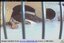 Ratzenet presents Pet Rats Online