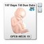 Baby and Pregnancy Countdown Ticker