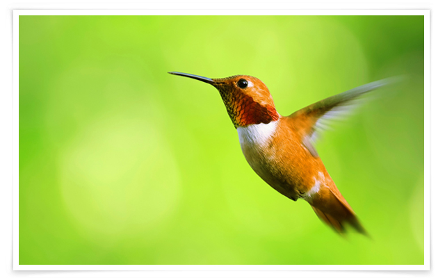 Hummingbird wallpaper