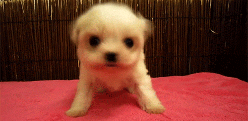 Cool dog shaking his head